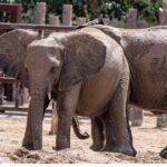 Karachi Zoo Delays Elephant’s Surgery To Save Another Animal