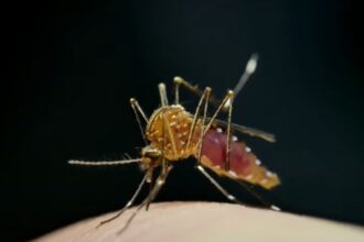 Outbreak Of Dengue Fever In Twin Cities Takes Unexpected Turn
